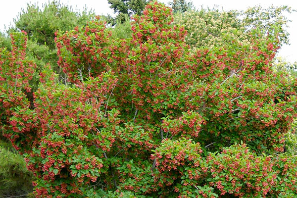 tatarian maple tree