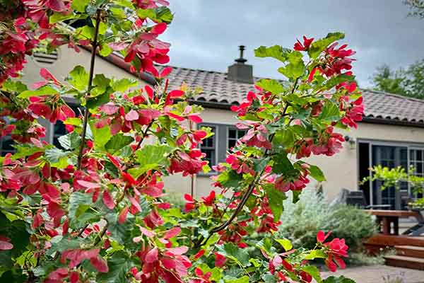 tatarian maple tree branch