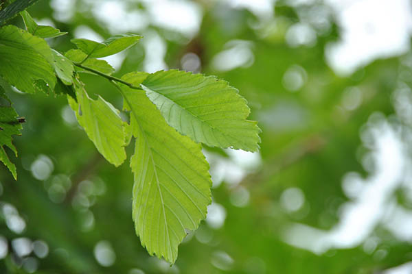valley forge elm tree branch