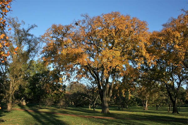 valley forge elm