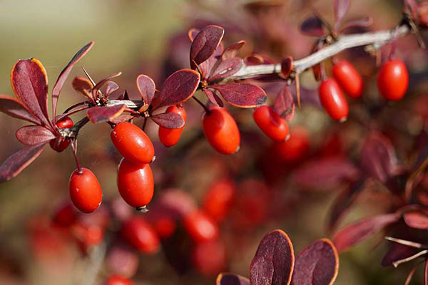 barberry leaves