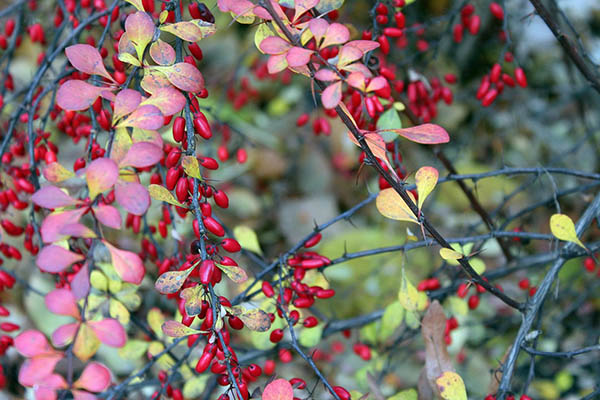 barberry