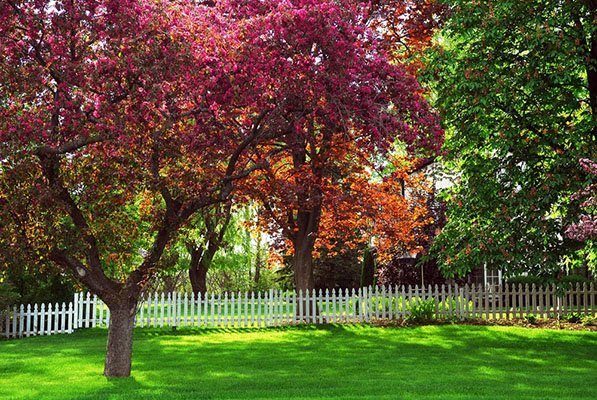 best trees to plant in denver