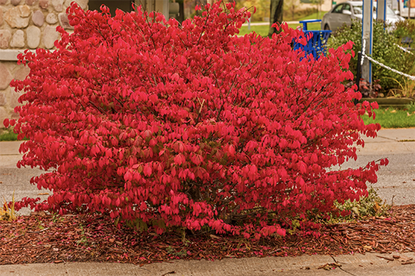 burning bush-1