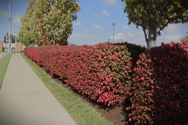 burning bush branches-1