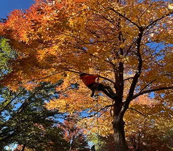 centennial co tree trimming