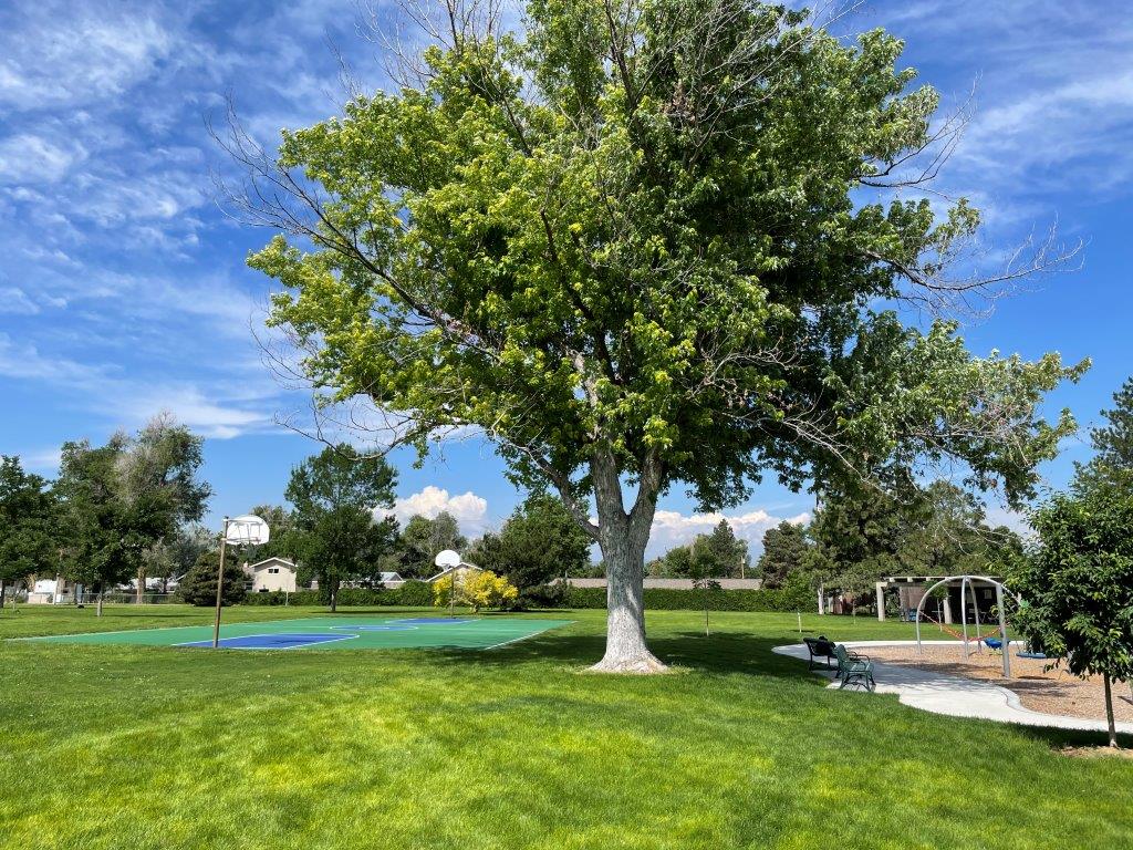 englewood co tree care