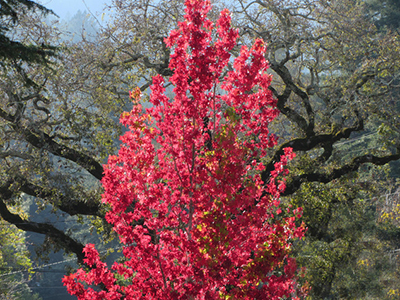 larkspur co tree removal