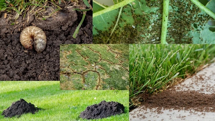 lawn pest treatment denver