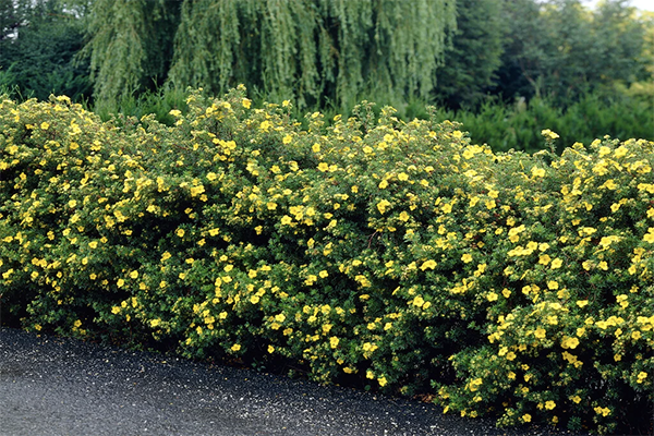 shrubby potentilla-1