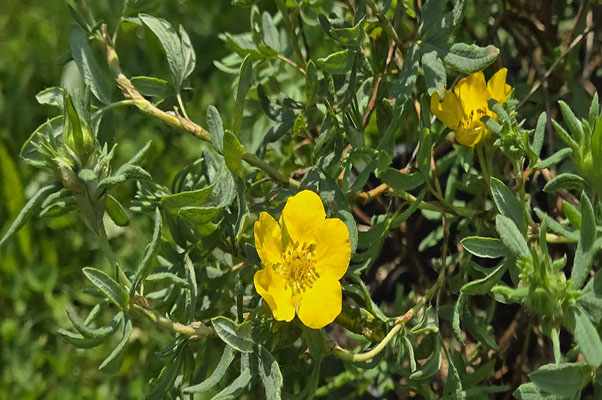 shrubby potentilla 2