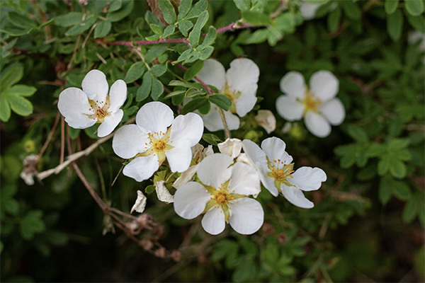 shrubby potentilla 3-1