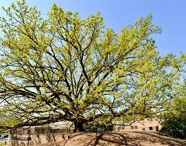 tree care centennial co