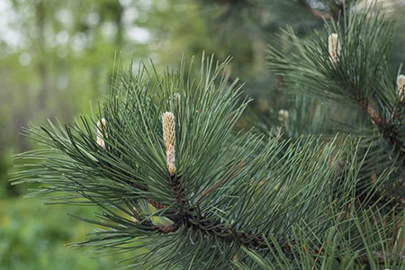 tree companies aurora co