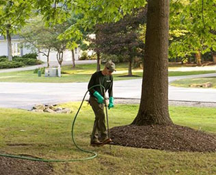 tree fertilization services denver