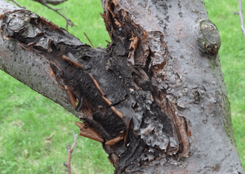tree insect treatment denver