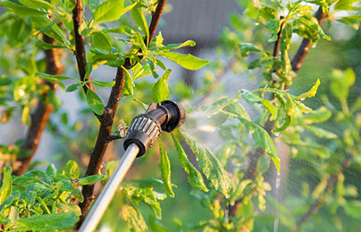 tree pest control denver