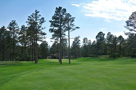 tree planting castle pines co