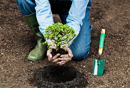 tree planting castle rock co