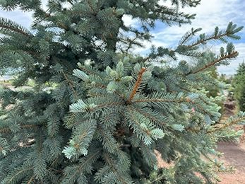 tree planting denver