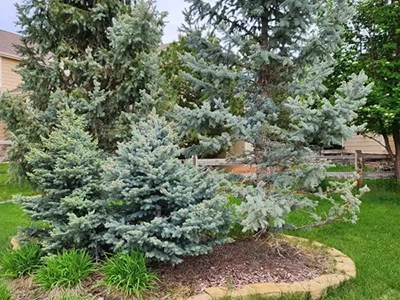 tree pruning companies littleton