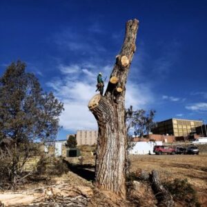 tree removal denver