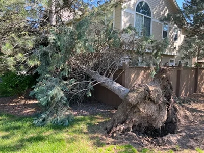 tree removal highlands ranch co