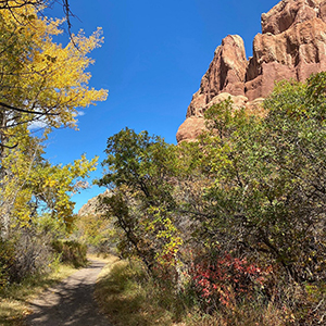 tree removal roxborough park