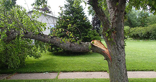 tree risk assessment denver