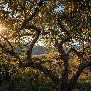 tree services lone tree co