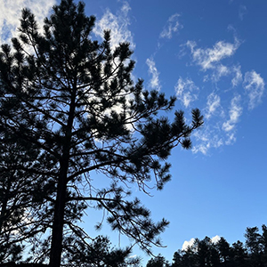 tree services parker co