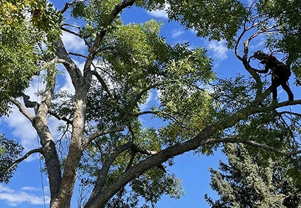 tree trimming castle rock co