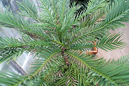 tree trimming company aurora co