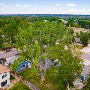 tree trimming lone tree co
