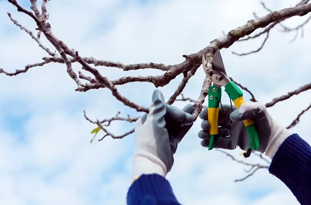 tree trimming services denver