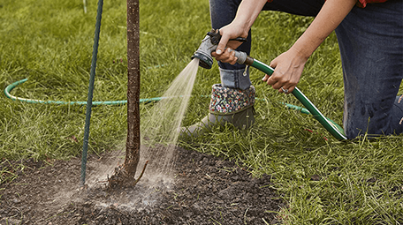 tree watering services denver