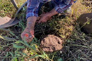 Person digging a hole in the ground with a shovel, hands muddy, outdoors in a grassy area.