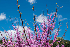 Pink blossoms on thin branches reaching toward a bright blue sky.
