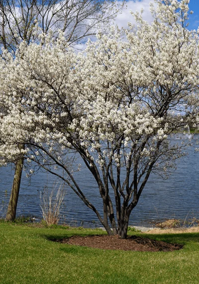 Serviceberry tree
