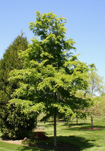 accolade elm tree
