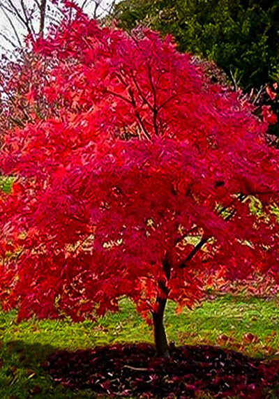 amur ginnala flame maple tree