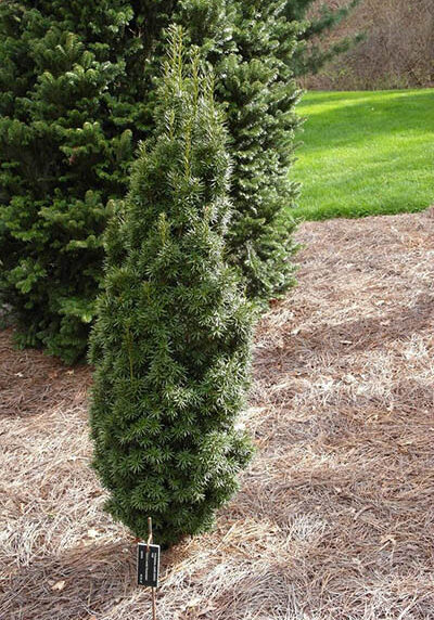 Taxus x media Pyramidalis Pyramidal Dark Green Yew - PLTD 2007