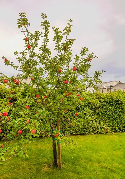 apple tree
