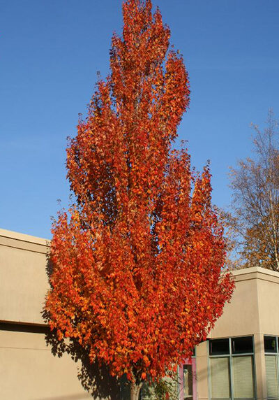 armstrong maple tree