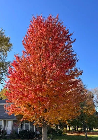 autumn blaze maple tree
