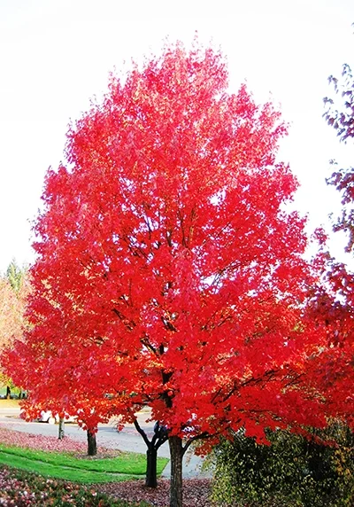 autumn blaze maple tree