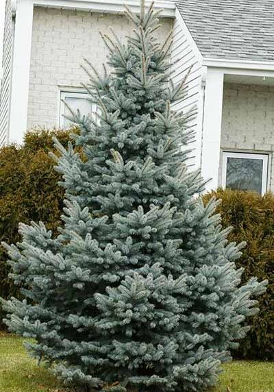 baby blue eyes spruce