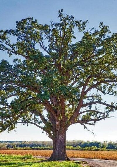bur-oak