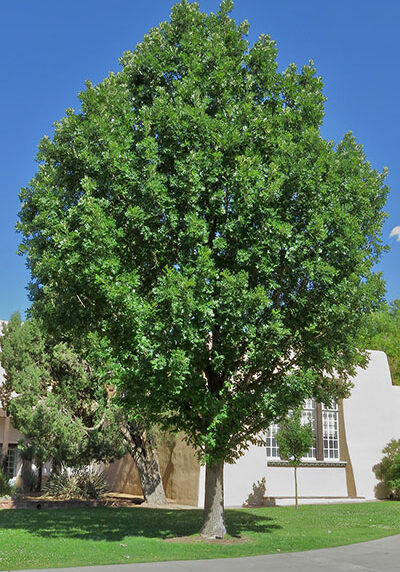 bur oak tree