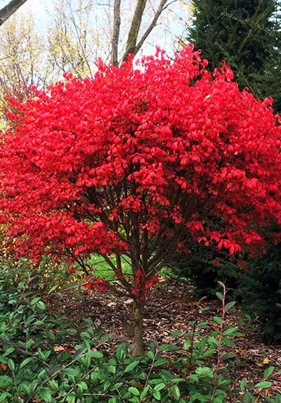 burning bush